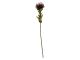 Artificial plant Protea Flower small burgundy red