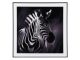 Fotografia Zebra, szkło czarno-białe pt
